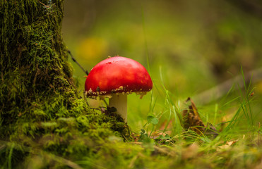 Fly agaric..