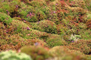 Bright textured surface of multi-colored natural moss