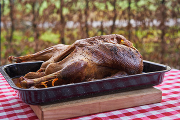 Close up Picture of whole roasted or slowly baked goose in roasting pan on table with red and white tablecloth outside in the garden. Traditional seasonal dish typical for Czech or Slovakian cuisine.