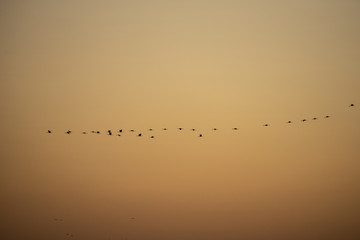 cranes flying over sky at sunrise