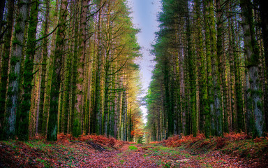 Fototapeta premium The magical forest of the Aspromonte National Park.