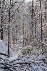 Fallen trees in a ravine lot after December 2013 ice and snow storm Toronto