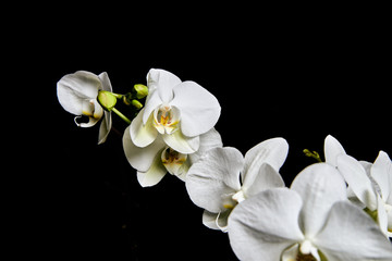 Naklejka na ściany i meble White orchid Phalaenopsis isolated on black background. White orchid branch blossom.
