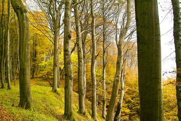herbststimmung in einem buchenwald