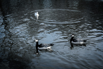 Two barnacle geese is swimming in the cold water during winter in a park in Malmö, Sweden