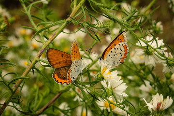 Pair of Bronze Copper Butterflies Pollinating an Aster
