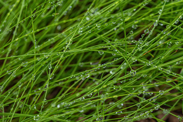 Fototapeta na wymiar Fresh morning dew on green spring grass, natural background close up