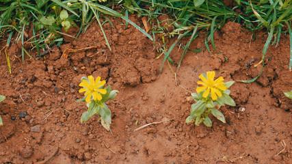 Two flowers in soil