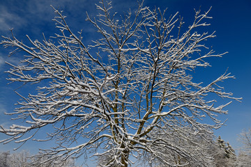 Ice and snow covered tree in Rowntree Mill Park after December 2013 ice storm Toronto