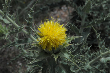 blühende diestel vor dunklem hintergrund