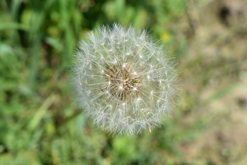 Fototapeta premium dandelion on green background of grass