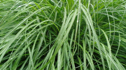 Fototapeta na wymiar Rain on the Grasses