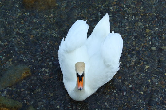 White swan searching for match