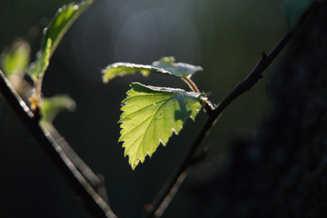 green leaves on the tree