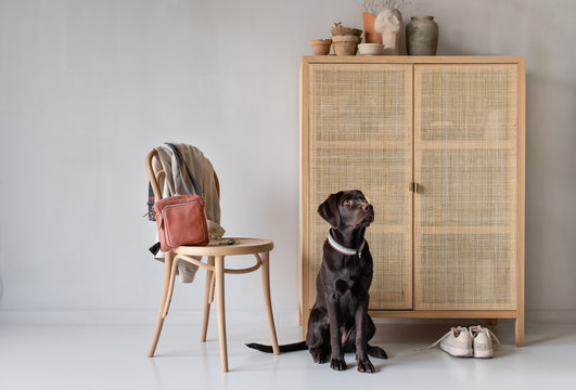 Brauner Labrador sitzt und wartet auf Spaziergang in moderner skandinavisch eingerichtetet Wohnung