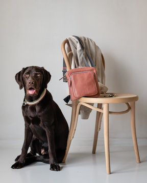 brauner Labrador wartet darauf ins B&uuml;ro mit zu kommen