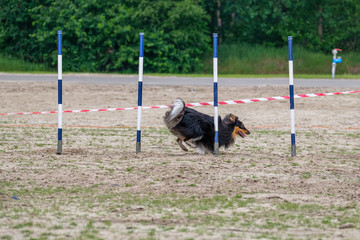 Border Collie in actiion in an agility exercise