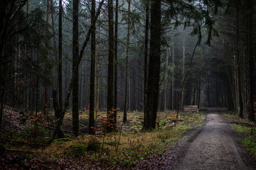 Obraz premium Hiking in Autumnal woods