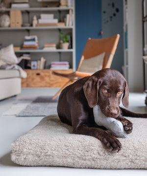 Labrador Welpe spielt zuhause mit einem Spielzeug