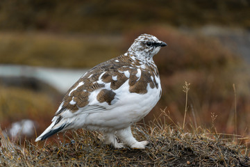 ptarmigan in full body shot 