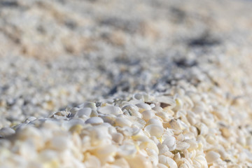 Sea shells on the beach