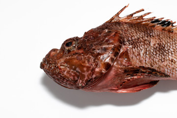 Red scorpionfish, Adriatic sea, Croatia