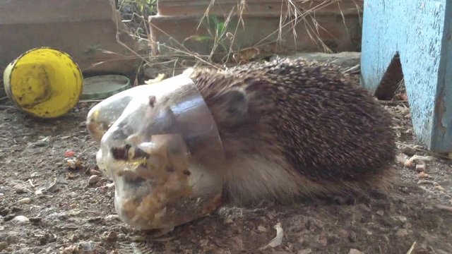 Hedgehog Erinaceidae eating Food from a bowl in the village Close Up 5