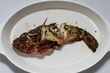 Red scorpionfish, Adriatic sea, Croatia