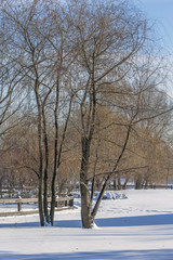 Picturesque landscape with trees in a snow-covered winter park