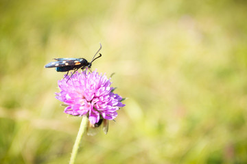 Scarlet tiger moth on clover flower close up.