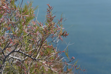 Blooming bush near the sea. Nature background