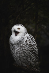 White Snowy owl