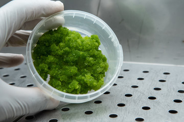 Scientist handling a plant culture of Passiflora quadrangularis