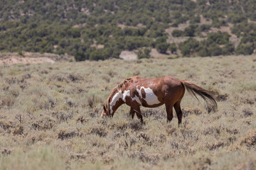 Beautiful Wild Horse in Colorado in Summer