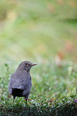 A resting blackbird