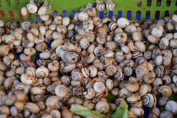 Snails photographed for consumption on a market in Portugal