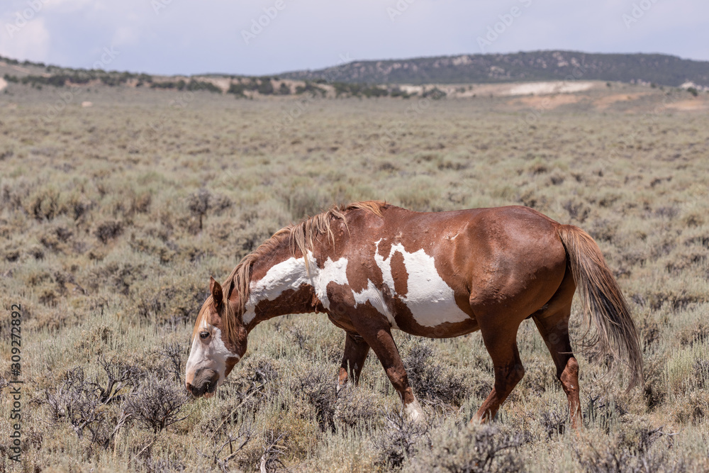 Wall mural Beautiful Wild Horse in Colorado in Summer