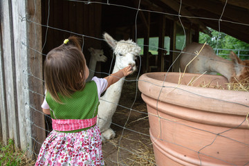Toddle girl touching alpaka behind the grid
