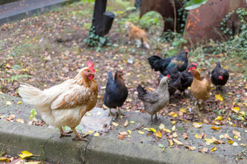Chicken on free land farm 