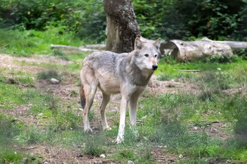 New Forest, Hampshire / UK - 09 08 2018: Wolf in the forest