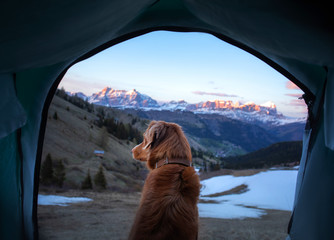 Traveling with a dog, camping. Nova Scotia Duck Tolling Retriever in a tent in the winter.