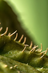 Green Chayote Macro