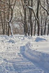 Snow covered avenue in the winter park