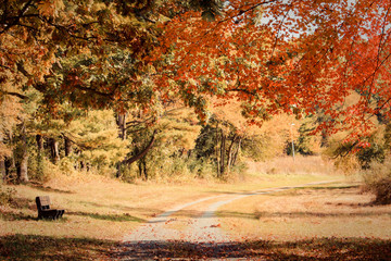 Bench Next to Pathway in Vivid Autumn Forest