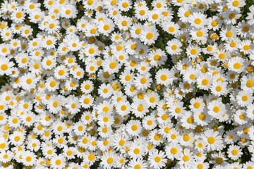Background - daisies on green grass at springtime 