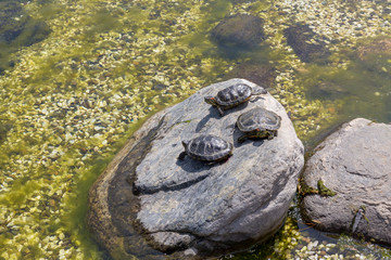 Fototapeta na wymiar Turtle Family
