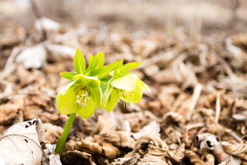 Hellebore flower in woodland close up, nature background