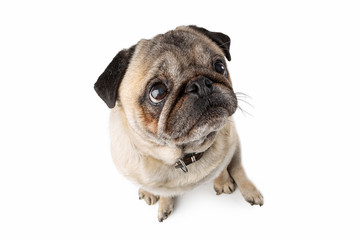 Obraz premium Adorable mature Pug dog sitting on white isolated background. Funny dog poses