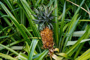 Pineapple plant