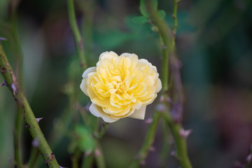 yellow rose in the garden